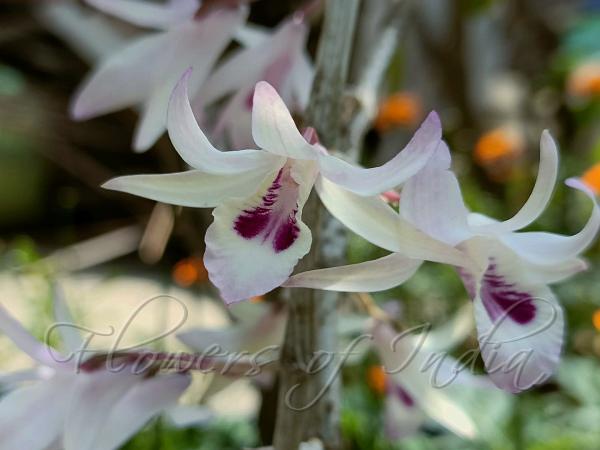 Translucent Dendrobium